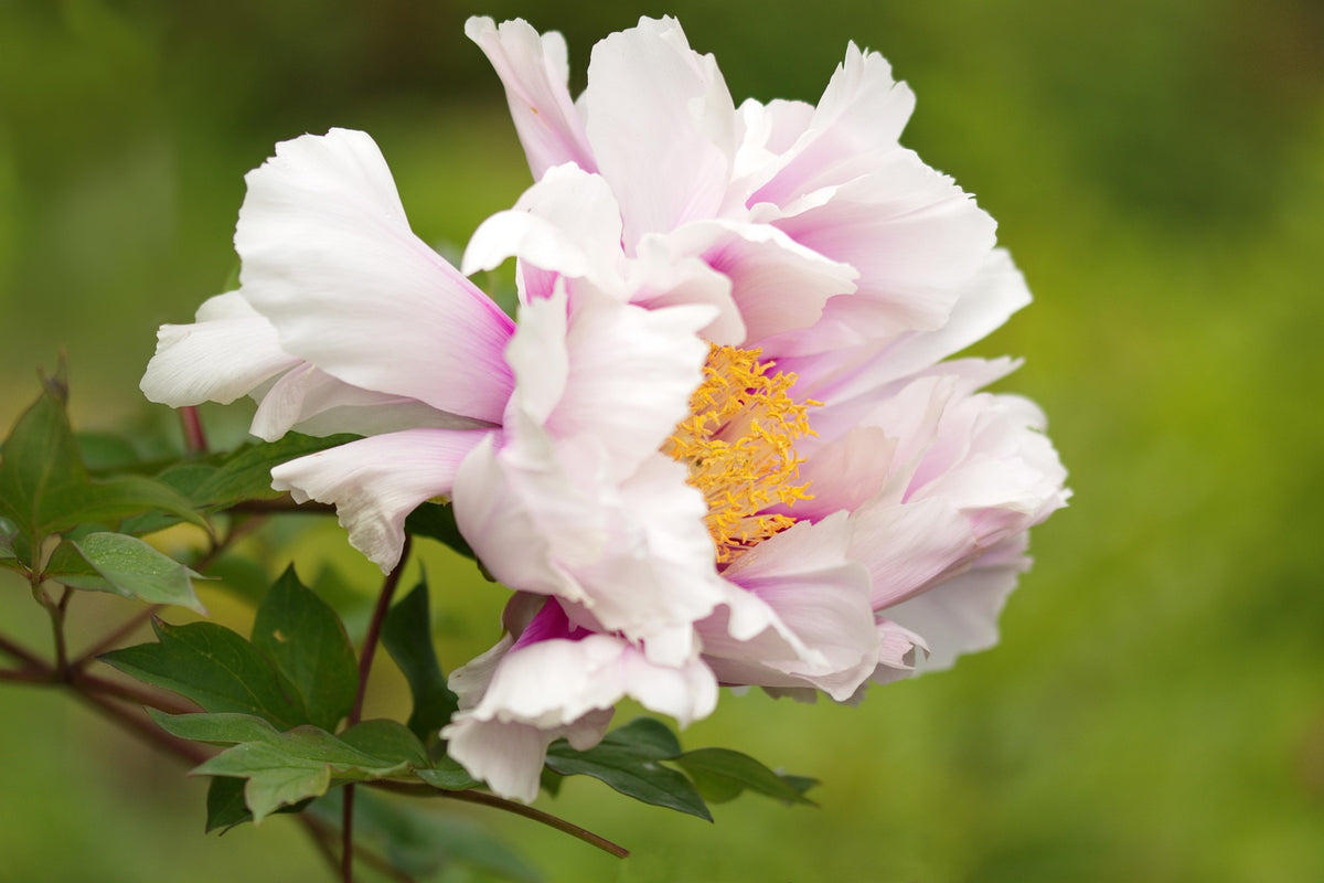 Swaddled — Soft Floral Fragrance