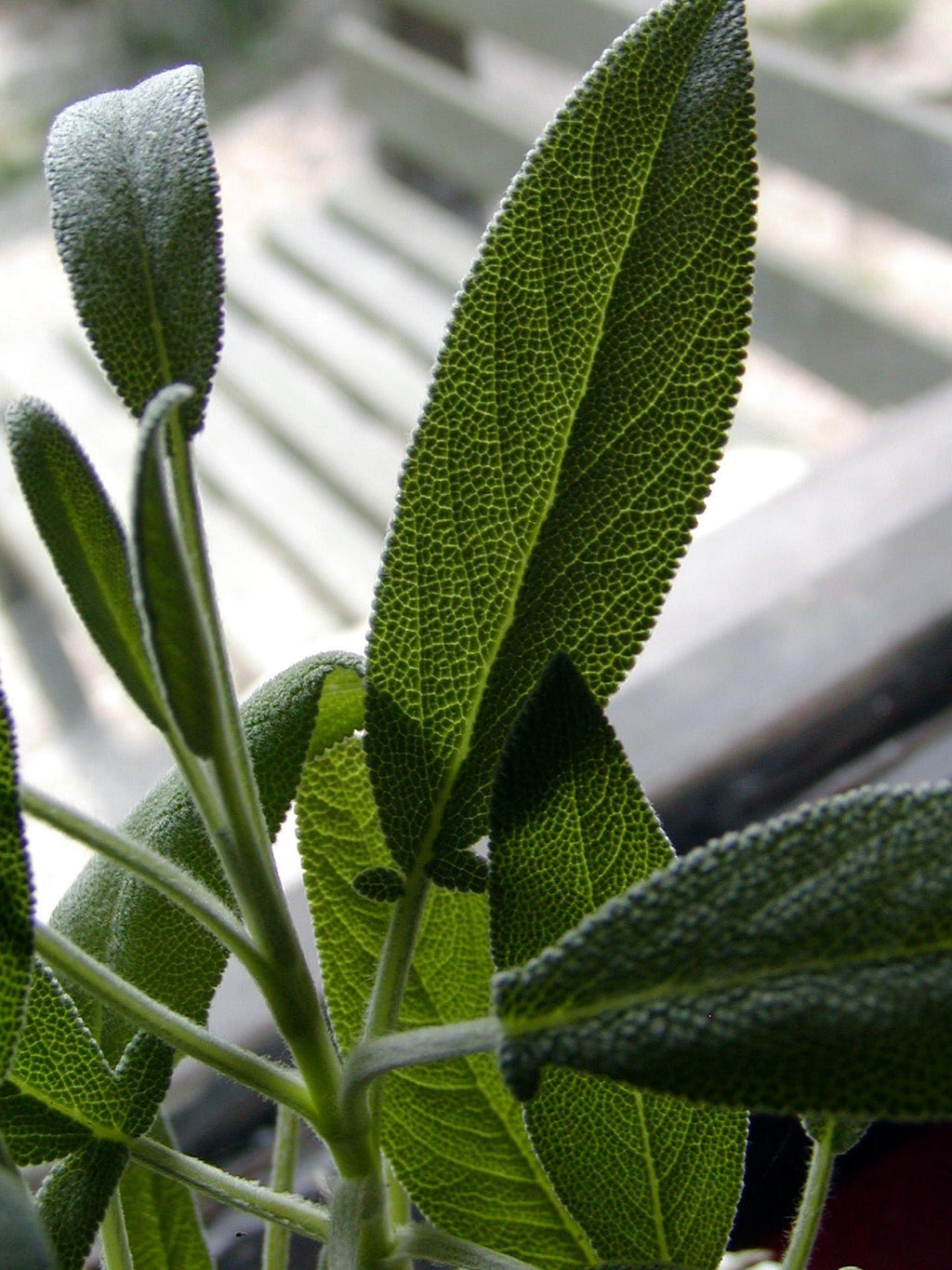 Corduroy Dreams — Sage, Amber & Earth Ritual Fragrance