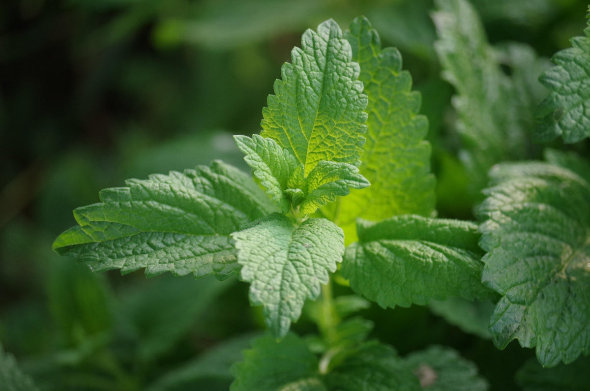 Cleansing Sage