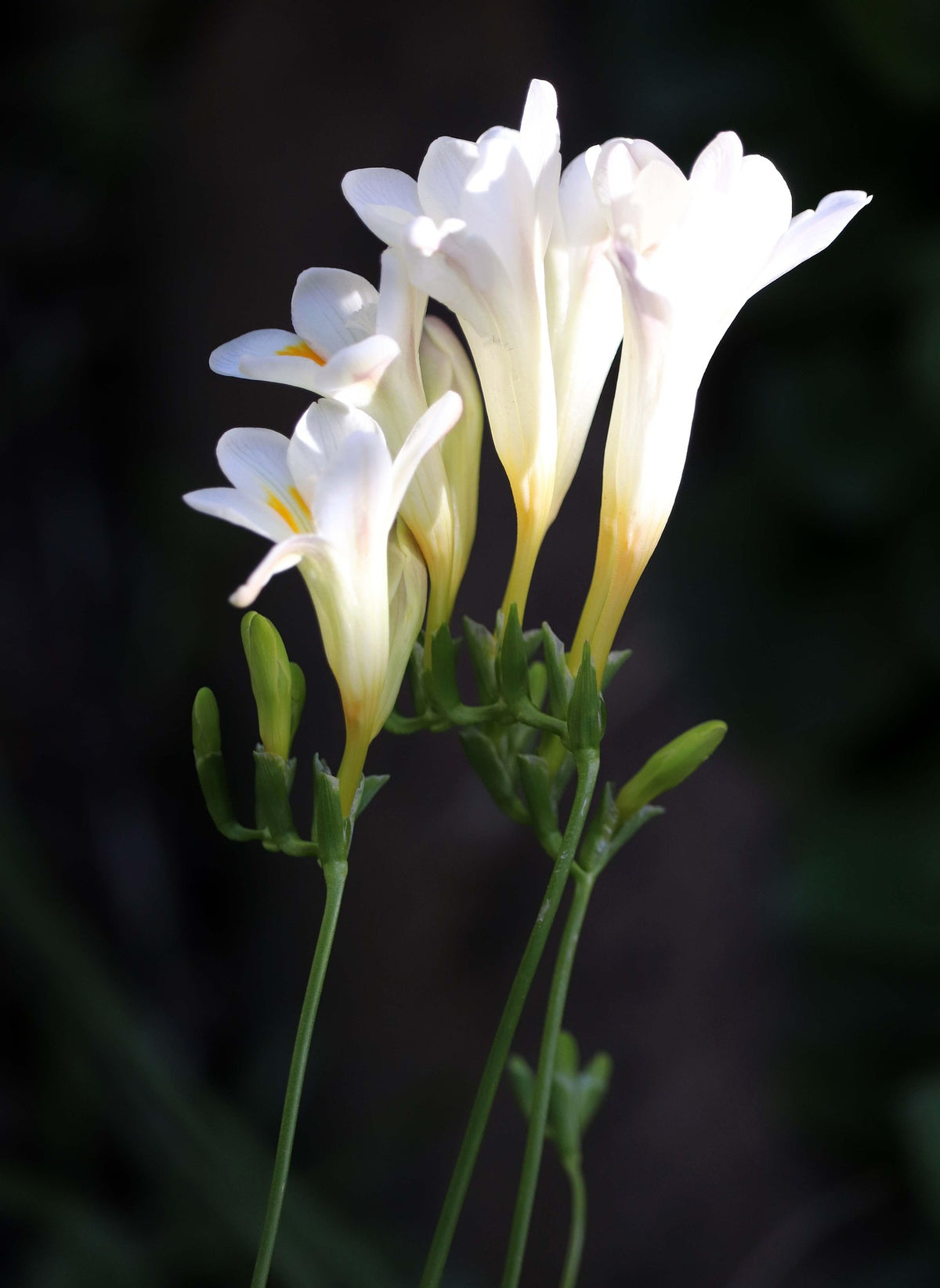 Swaddled — Soft Floral Fragrance