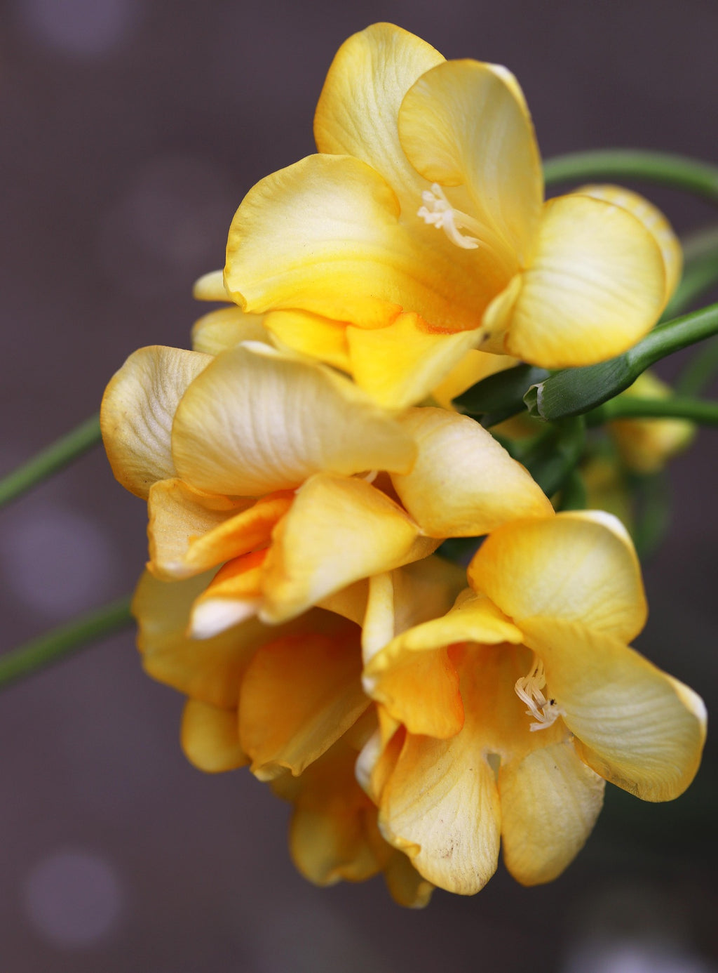 Swaddled — Soft Floral Fragrance