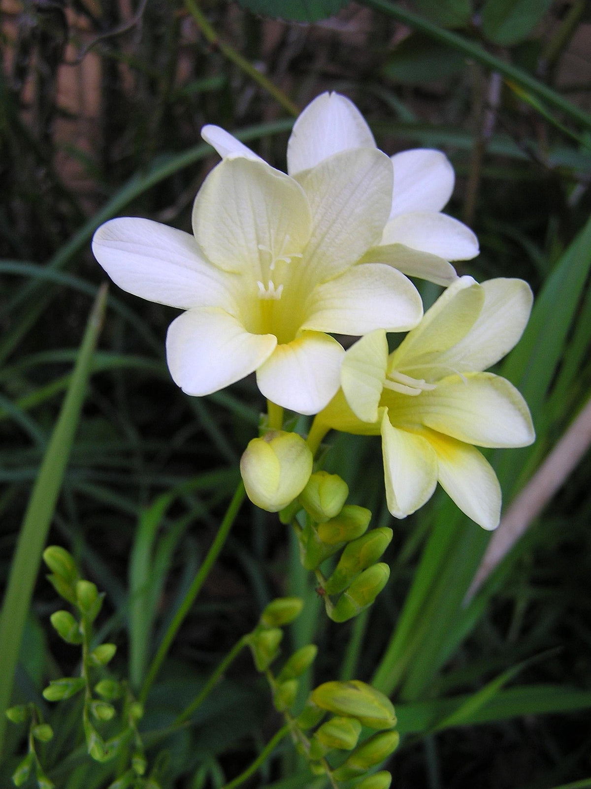 BOHO Stones — Bohemian Rose Fragrance