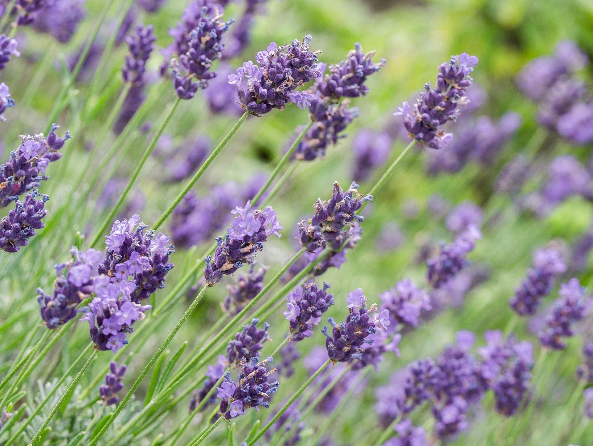 Peace, Be Still — Pure Lavender Calm Fragrance