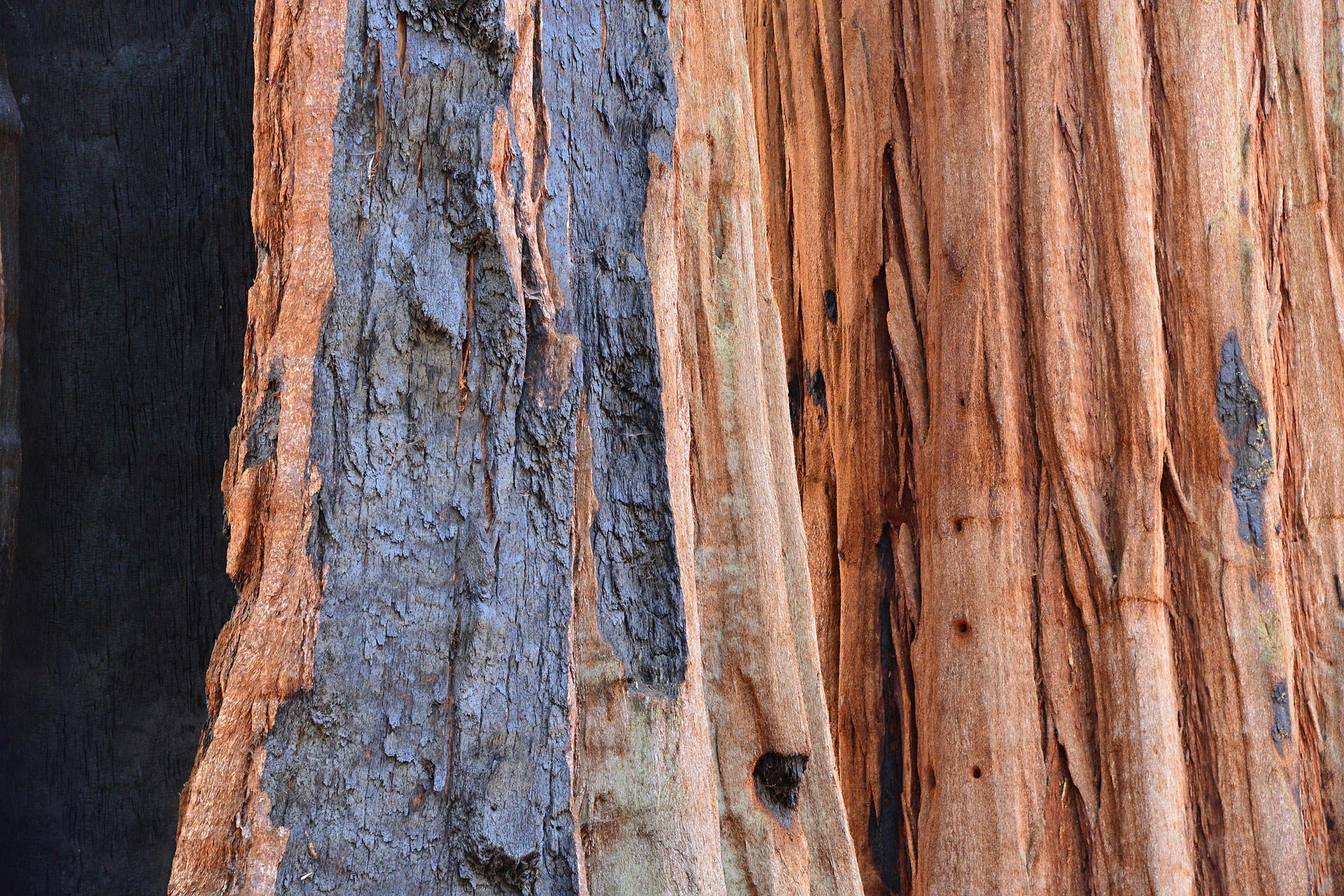 Athena’s Gift — Ancient Redwood & Olive Grove Candle