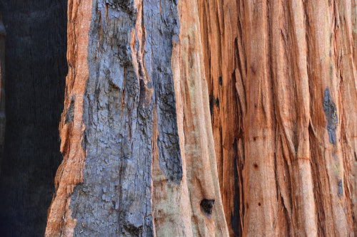 Athena’s Gift — Ancient Redwood & Olive Grove Candle