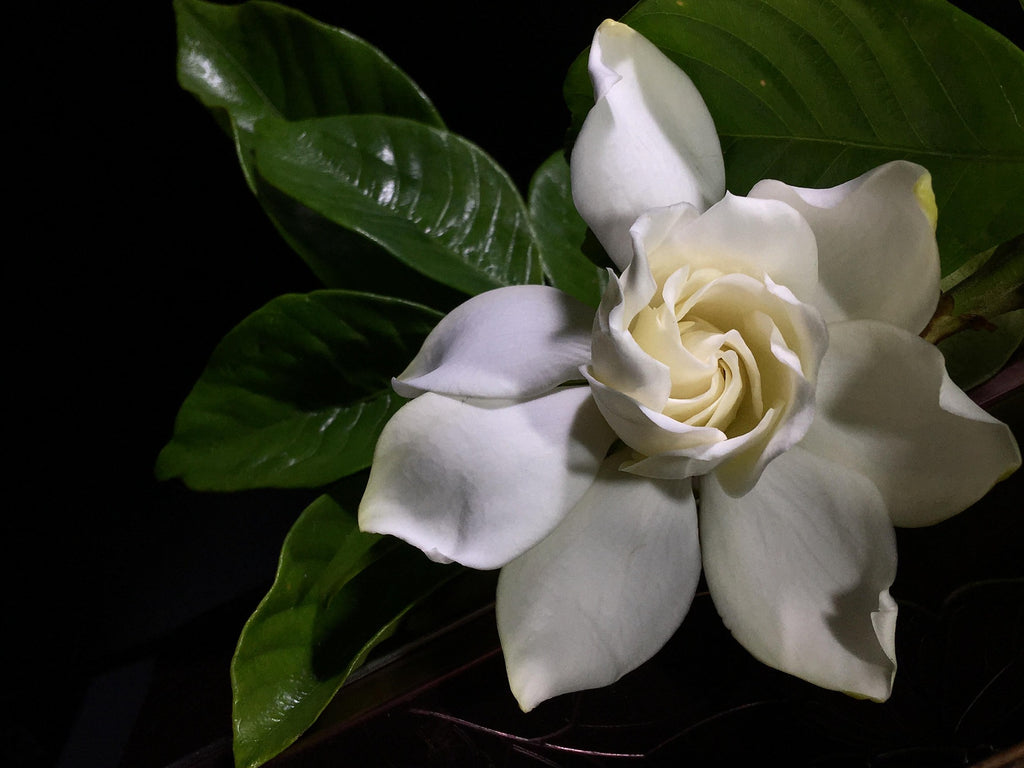 Bougie Auntie — Vanilla Amber Jasmine Fragrance
