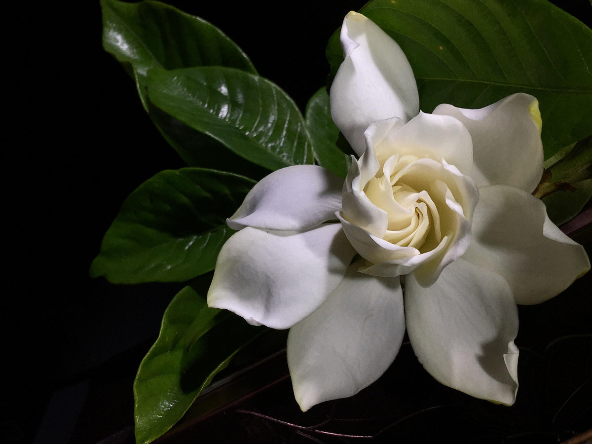 Bougie Auntie — Vanilla Amber Jasmine Fragrance