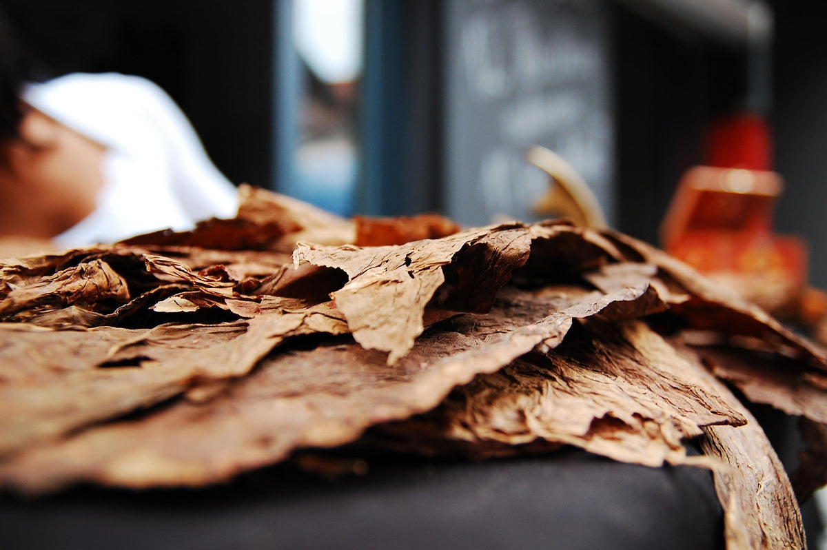 Coquito — Spiced Vanilla Rum Fragrance