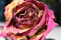 BOHO Stones — Bohemian Rose Fragrance
