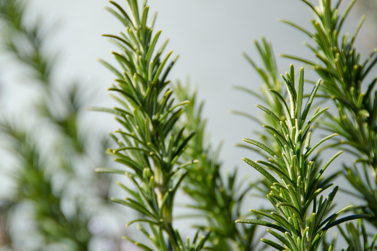 Cleansing Sage