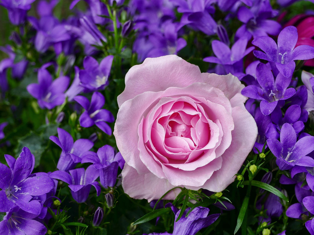 Peace, Be Still — Pure Lavender Calm Fragrance