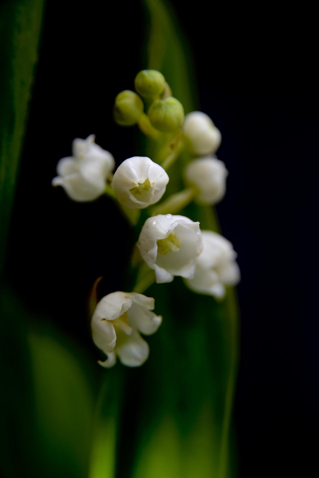 Swaddled — Soft Floral Fragrance