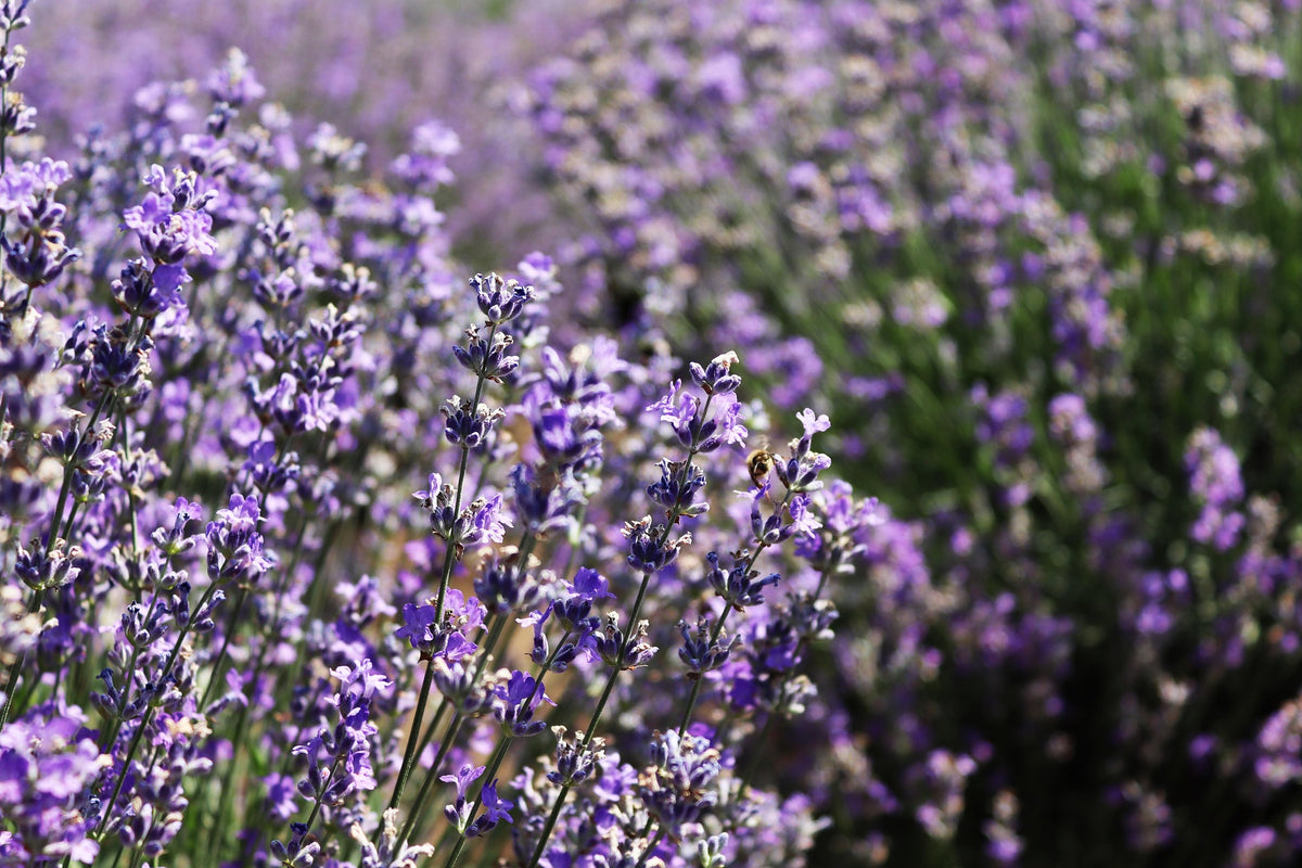 Moroccan Pashmina — Lavender Vanilla Oak Fragrance