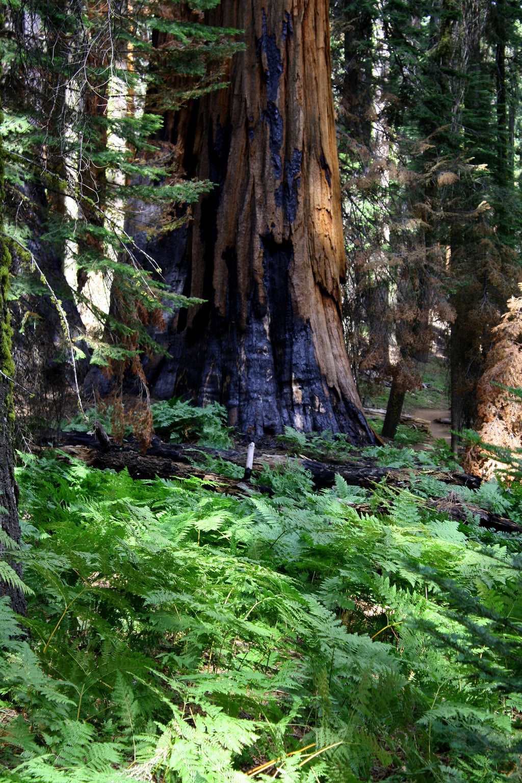 Athena’s Gift — Ancient Redwood & Olive Grove Candle