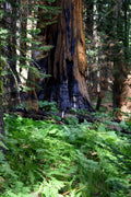 Athena’s Gift — Ancient Redwood & Olive Grove Candle