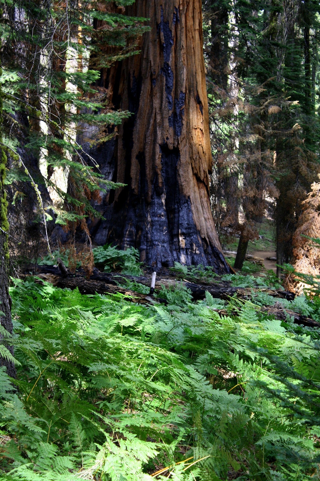 Athena’s Gift — Ancient Redwood & Olive Grove Candle