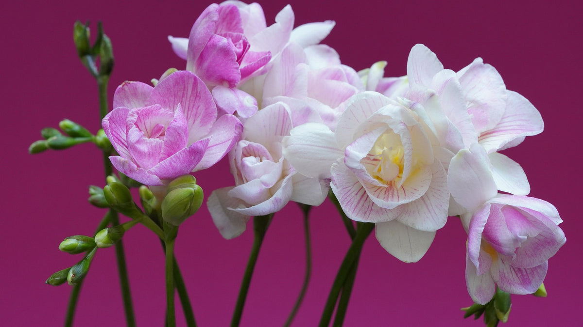 Swaddled — Soft Floral Fragrance