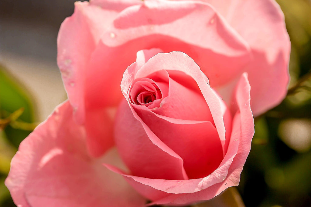 BOHO Stones — Bohemian Rose Fragrance