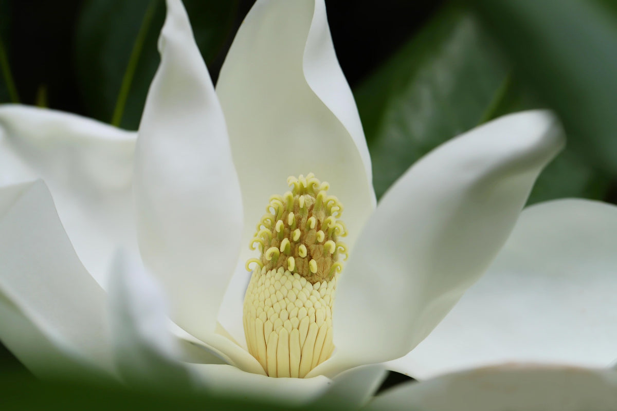 Swaddled — Soft Floral Fragrance