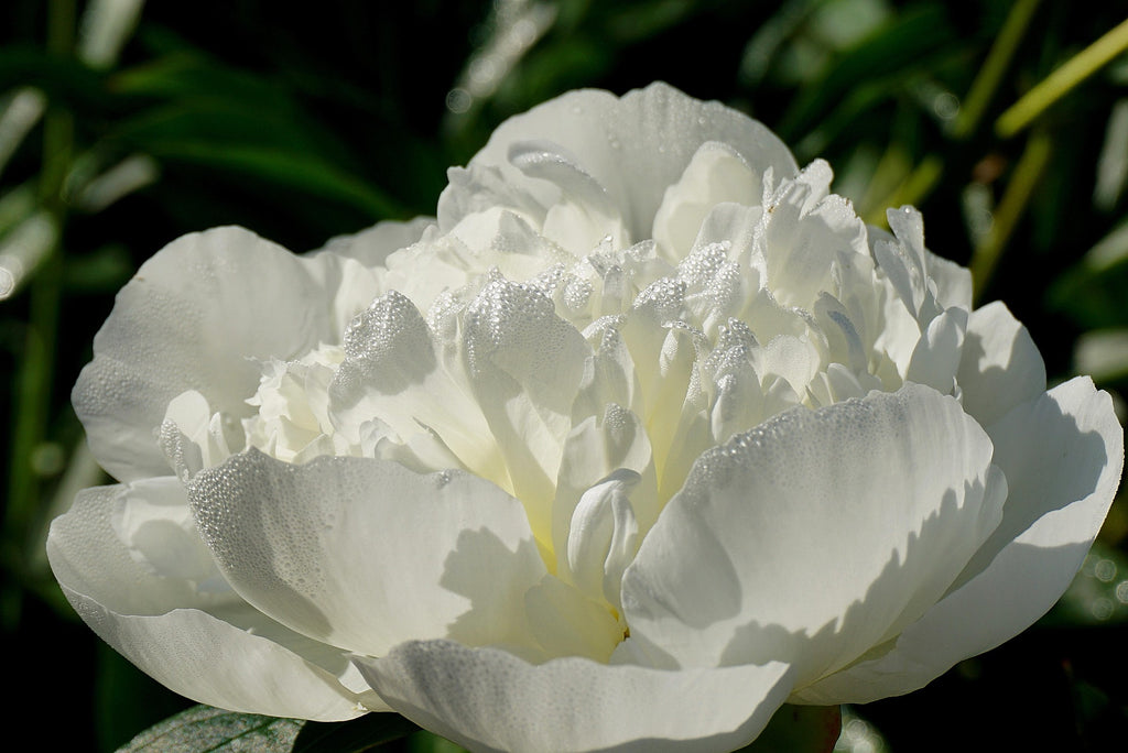 Swaddled — Soft Floral Fragrance