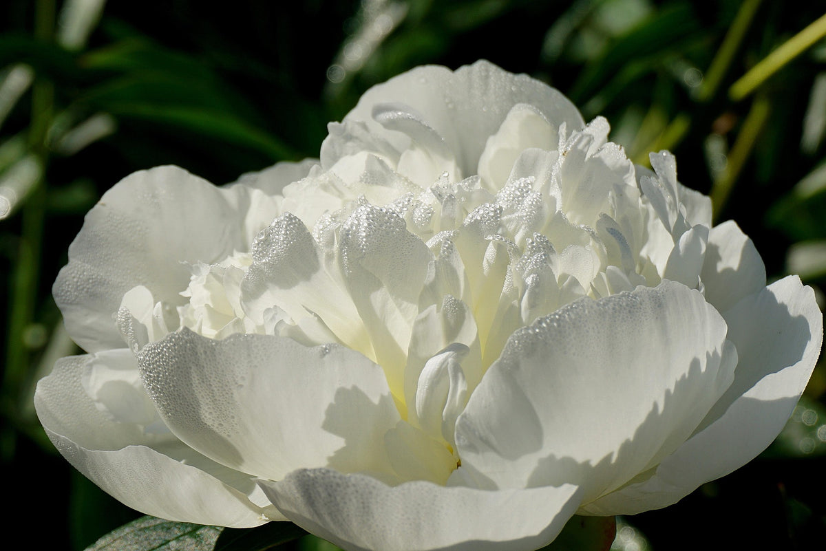 Swaddled — Soft Floral Fragrance