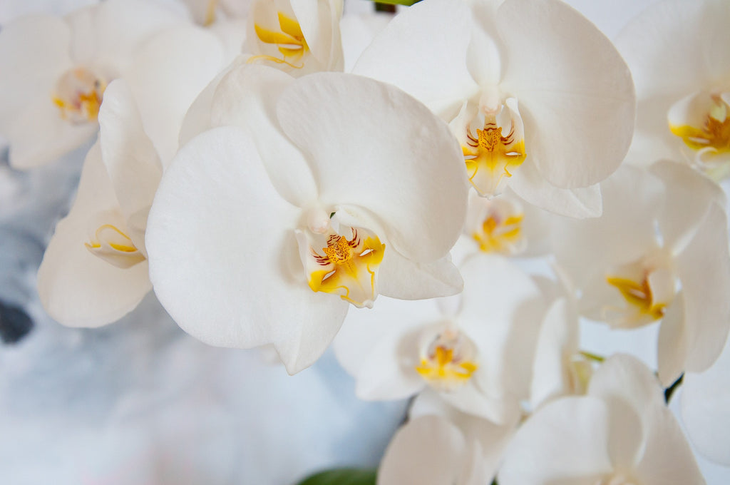 Bougie Auntie — Vanilla Amber Jasmine Fragrance