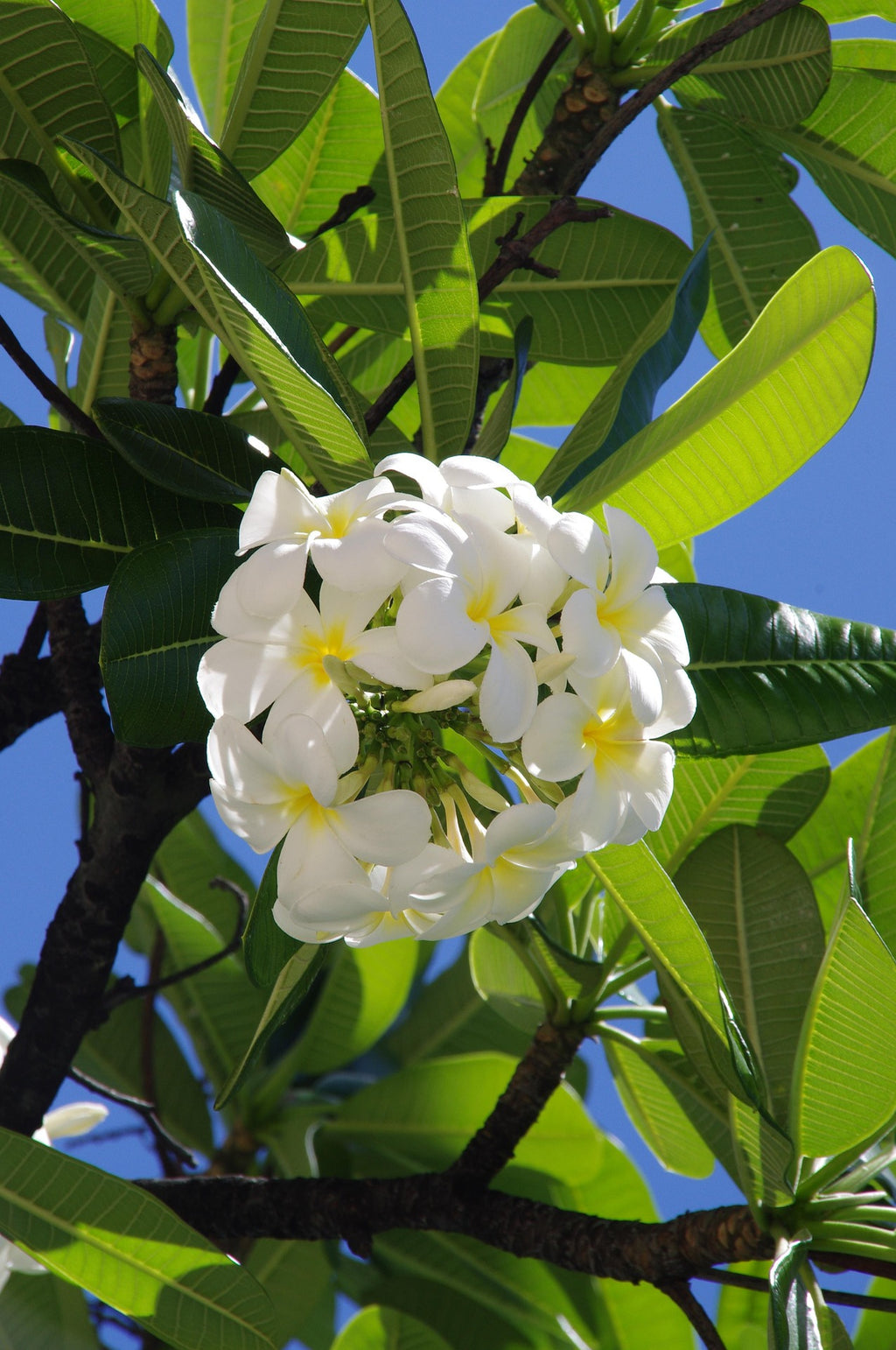 Bougie Auntie — Vanilla Amber Jasmine Fragrance