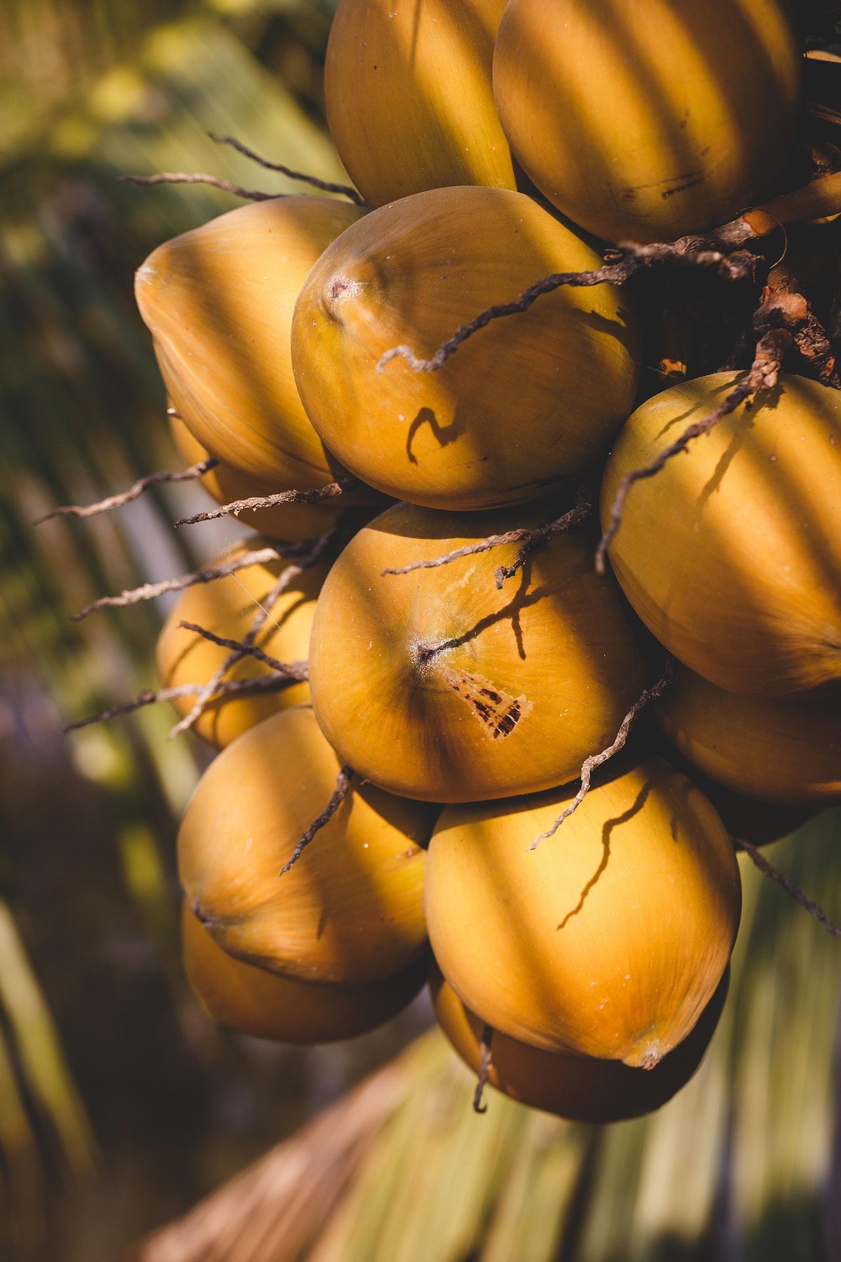 Coquito — Spiced Vanilla Rum Fragrance